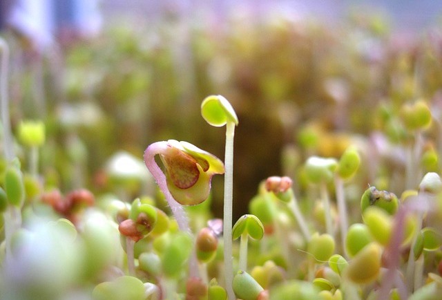 Comment faire ses graines germées d'alfalfa? - Little Green Ideas